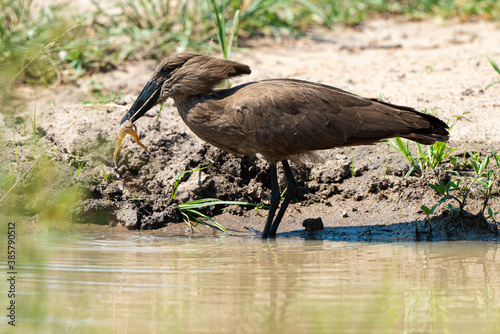 Ombrette africaine,. Scopus umbretta, Hamerkop photo