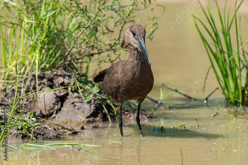 Ombrette africaine,. Scopus umbretta, Hamerkop photo