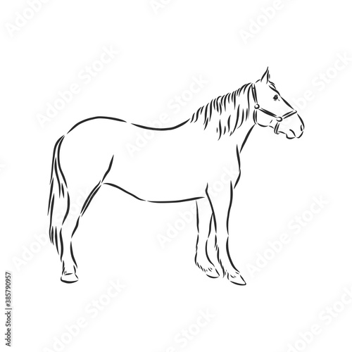 horse vector illustration - black and white outline. beautiful horse  horse icon  vector sketch illustration  the horse is beautiful  vector sketch illustration