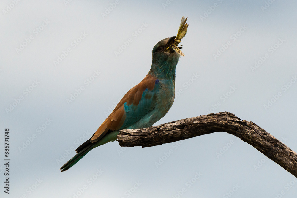 Obraz premium Rollier d'Europe,.Coracias garrulus, European Roller