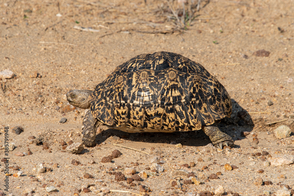 Fototapeta premium Tortue léopard, Geochelone pardalis