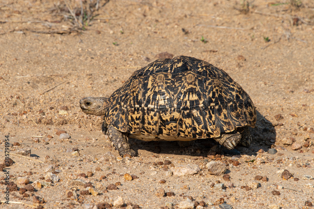 Tortue léopard, Geochelone pardalis Tortue léopard, Geochelone pardalis