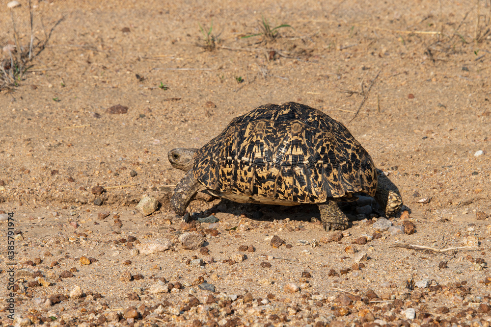 Fototapeta premium Tortue léopard, Geochelone pardalis