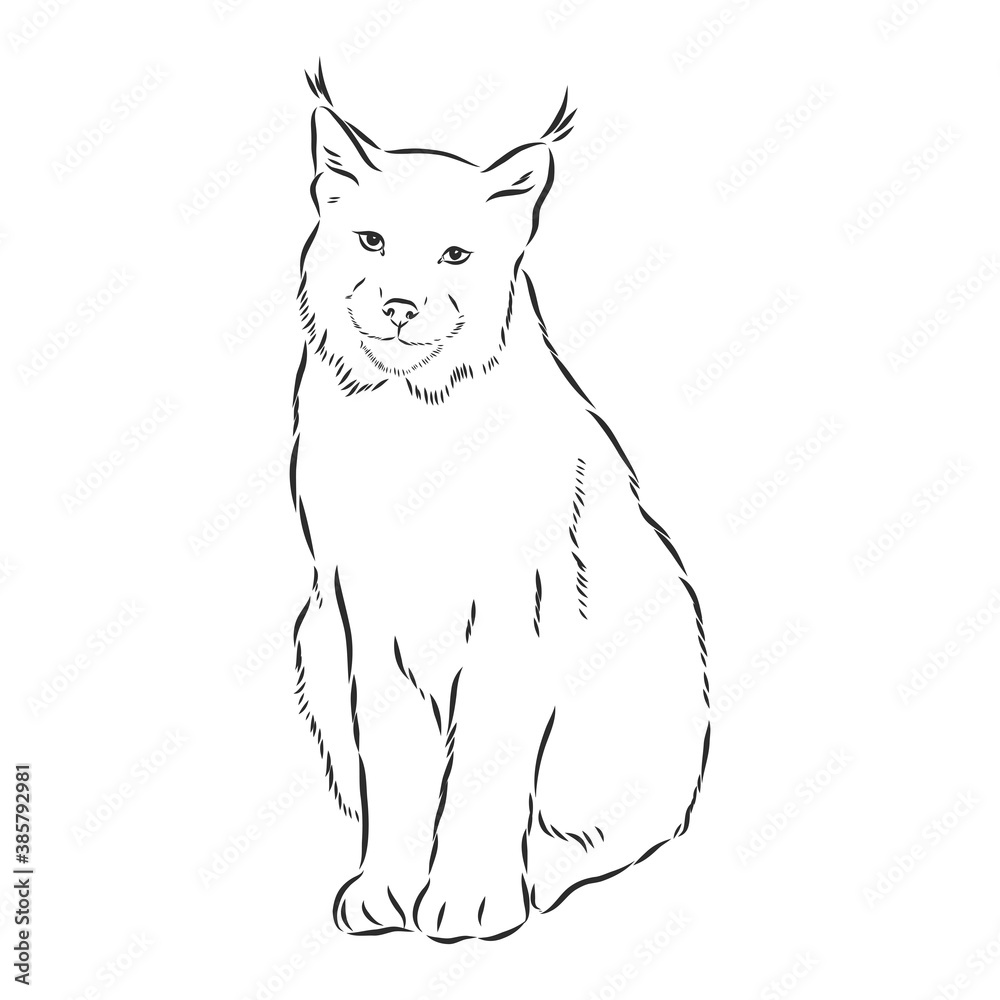 Obraz premium sitting lynx design - wild bobcat black and white vector outline, lynx , vector sketch illustration