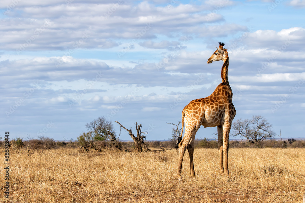 Giraffe searching for food in the Kruger National Park in South Africa Giraffe searching for food in the Kruger National Park in South Africa