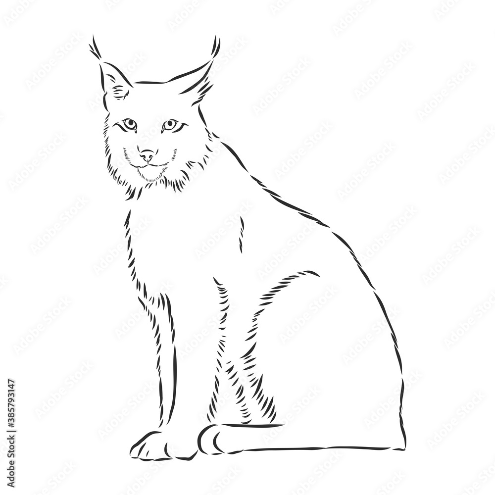 sitting lynx design - wild bobcat black and white vector outline, lynx , vector sketch illustration
