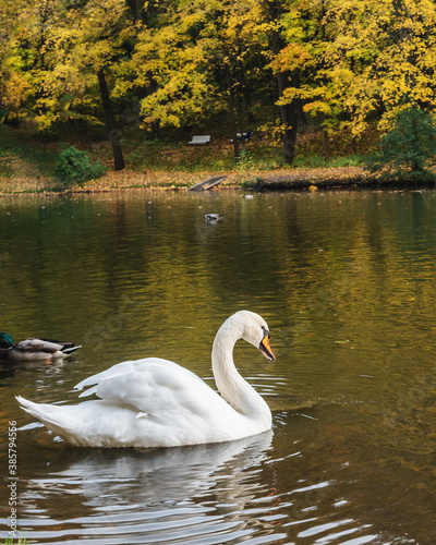 White swan on pond in Tsaristyno park on autumn day. Moscow