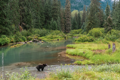 Young grizzly bear standing in the lake, Hyder, Alaska