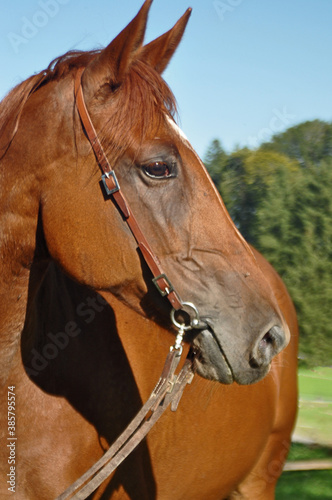 Pferdekopf mit Trense von der Seite Schöner edler Kopf Gidan ungarisches Vollblut
