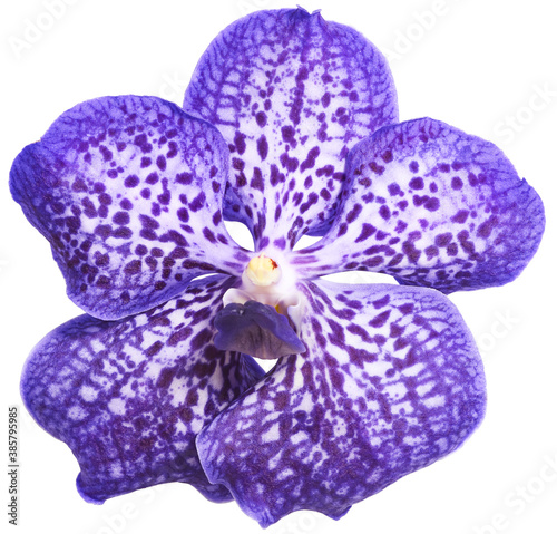 Purple vanda orchid flower isolated on white background
