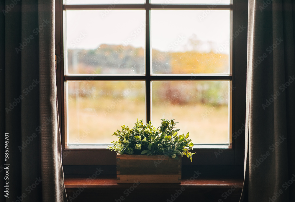 Fototapeta premium Green houseplants in the pot on the windowsill. Country house vintage window with curtains view.