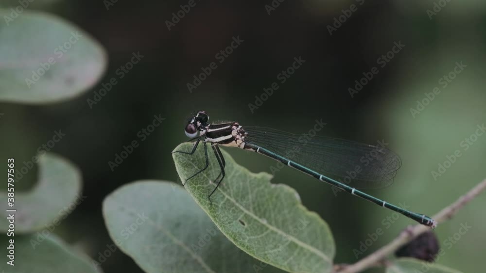Beautiful dragonfly flying catch on tree in beautiful morning sunrise. Striped dragonfly is the color in the nature of Thailand, redder than many. Beautiful dragonfly flying catch on tree in beautiful morning sunrise. Striped dragonfly is the color in the nature of Thailand, redder than many.