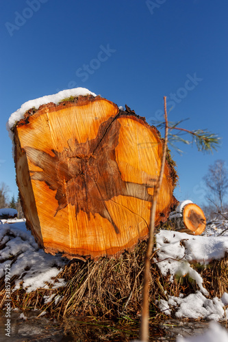 Deforestation. Felled trees logs on a sunshine winter day after cutting down forest.