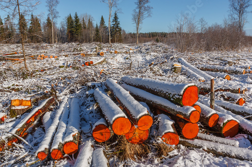 Deforestation. Felled trees logs on a sunshine winter day after cutting down forest.