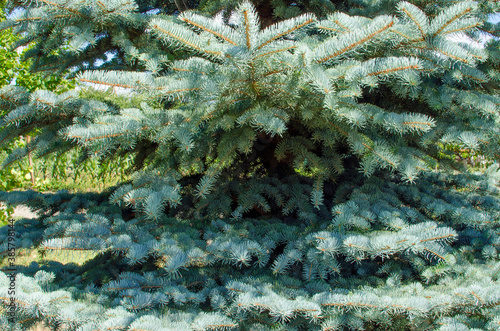 Branches of a beautiful blue spruce.