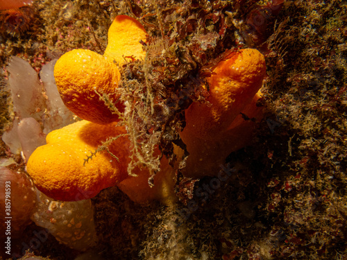 A closeup picture of the soft coral dead man's fingers or Alcyonium digitatum. Picture from the Weather Islands, Skagerrak Sea, western Sweden photo