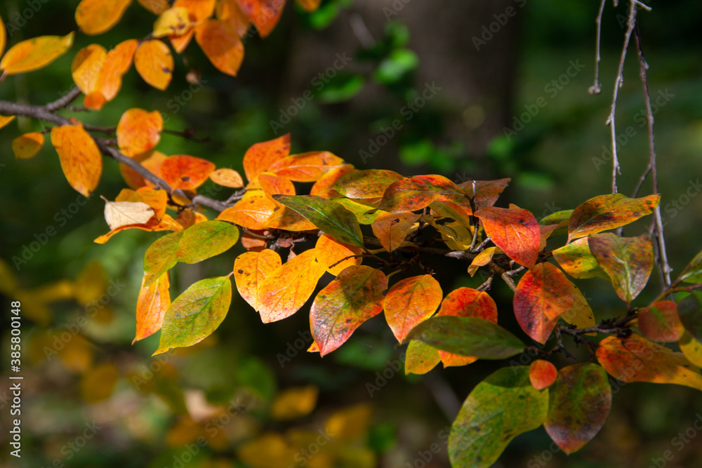 branch with autumn leaves close-up