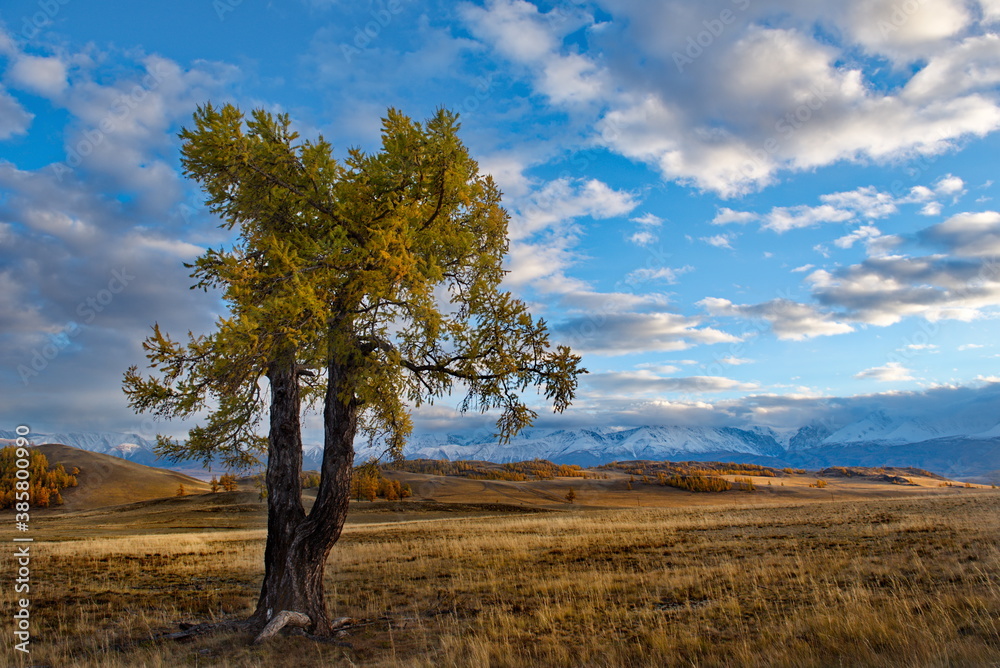 Fototapeta premium Russia. South Of Western Siberia, Altai Mountains. Lone relict larch trees in the desert kurai steppe along the Chui tract.