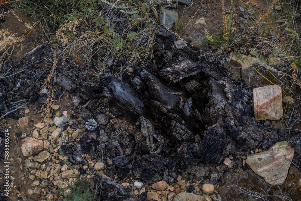 Black burnt remains of tree stump branches after fire. Soot and ash among stones and green grass. Baikal nature. Bonfire Black burnt remains of tree stump branches after fire. Soot and ash among stones and green grass. Baikal nature. Bonfire