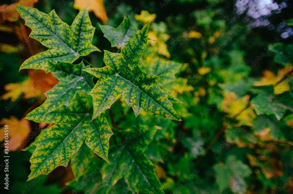 Season of nature colourful leaves Season of nature colourful leaves