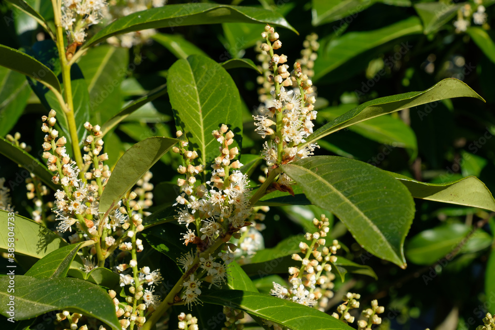 Knospen und Blüten zwischen Blättern in einem Lorbeerkirsch-Busch (Lat.: Prunus laurocerasus, Syn.: Laurocerasus officinalis) im Frühling