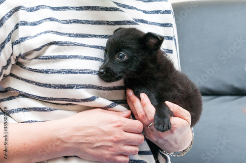 cropped view of woman holding and hugging cute black scared puppy in shelter