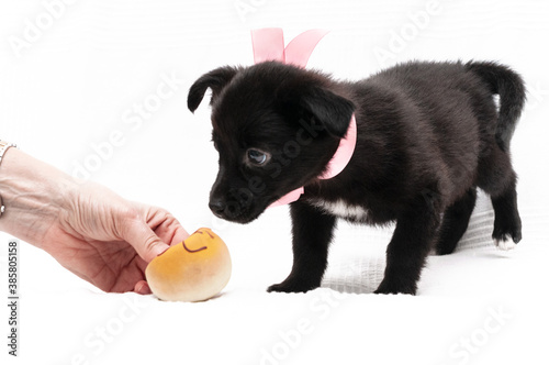 Fototapeta Naklejka Na Ścianę i Meble -  cropped view of woman giving yellow toy to cute black puppy in pink collar with ribbon on white background