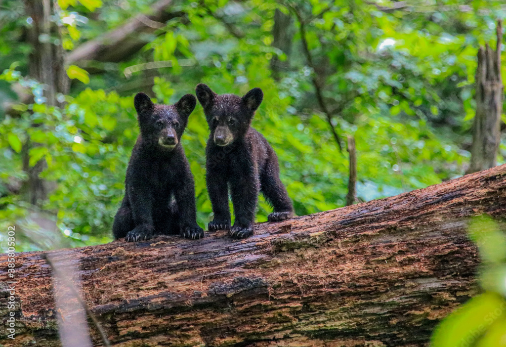 Bear Cubs playing Bear Cubs playing