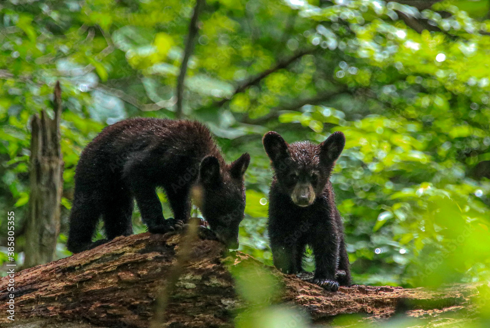 Naklejka premium Bear Cubs playing