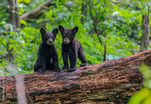 Bear Cubs playing