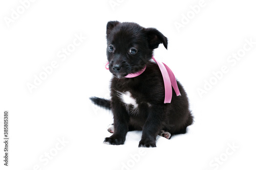 cute black puppy in pink collar with ribbon looking at camera and sitting on white background © Viktoriia