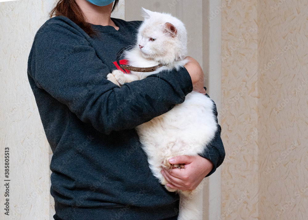 cropped view of volunteer holding cute white furry cat with collar in shelter cropped view of volunteer holding cute white furry cat with collar in shelter