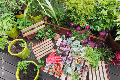 Obraz na plátně Vegetables by plants on table in garden