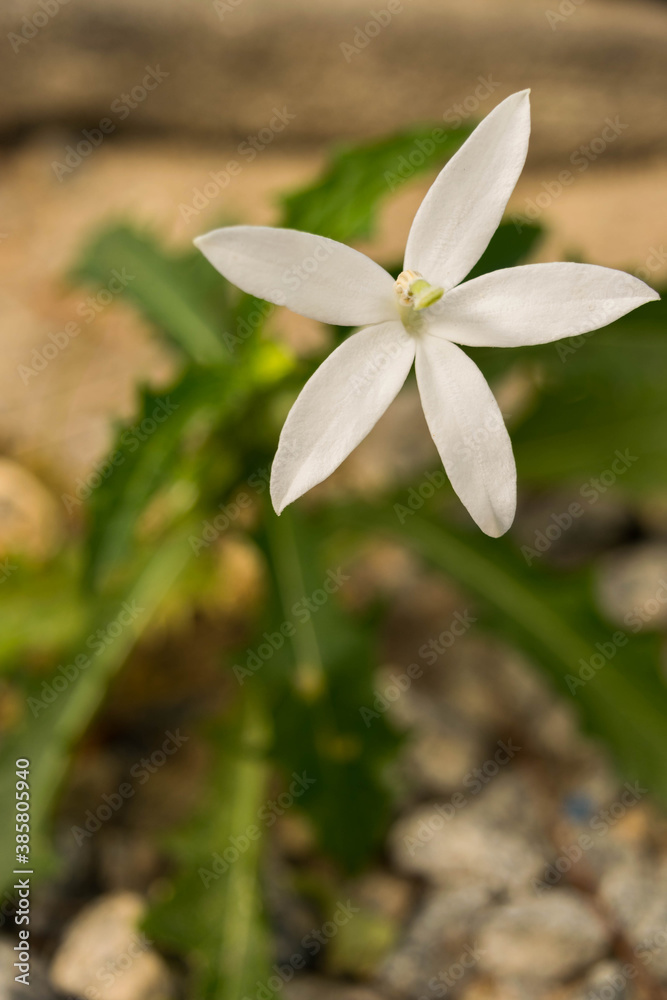 Fototapeta premium Flor branca 