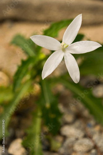 Flor branca 