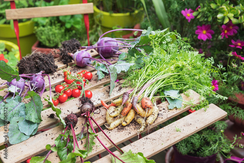 Obraz na plátně Plants and vegetables over table in urban garden