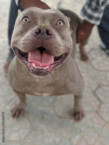 american staffordshire terrier