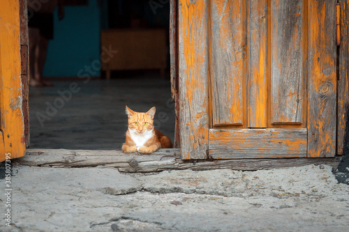 Portrait of small cute ginger kitten sitting quietly in the doorway of an old house and looking at the camera © Tetiana