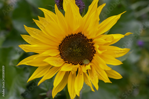 Fototapeta Naklejka Na Ścianę i Meble -  Yellow Sunflower Closeup 