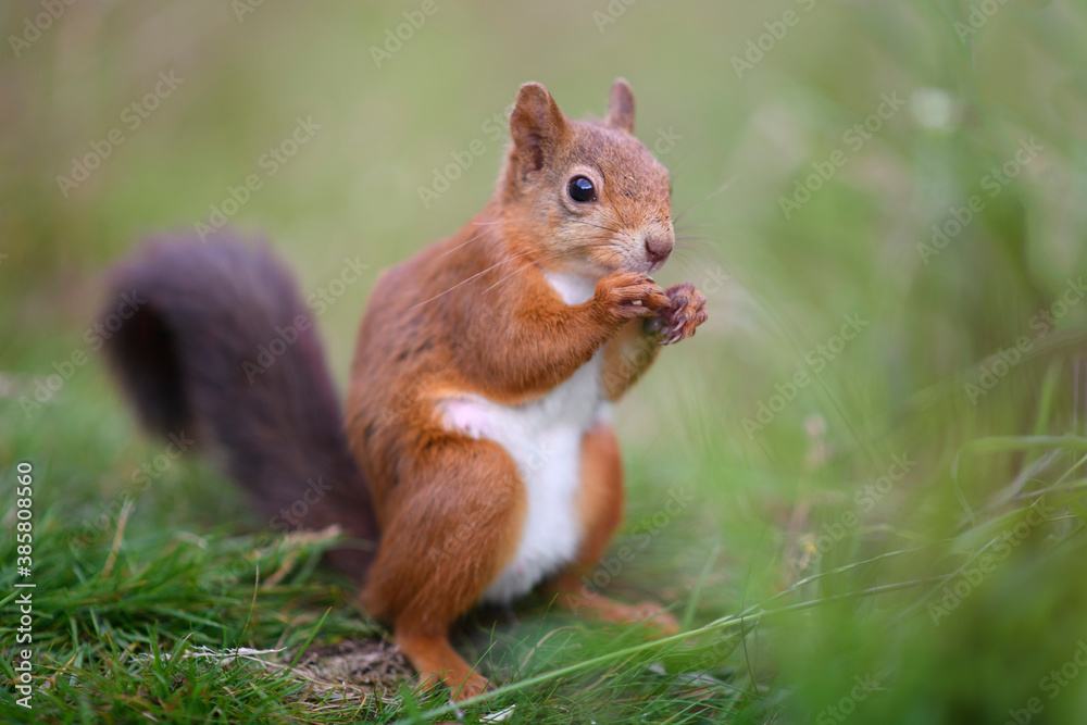 Portrait of Eurasian red squirrel (Sciurus vulgaris) feeding on grass