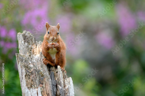 Portrait of Eurasian red squirrel (Sciurus vulgaris) feeding on tree stump photo