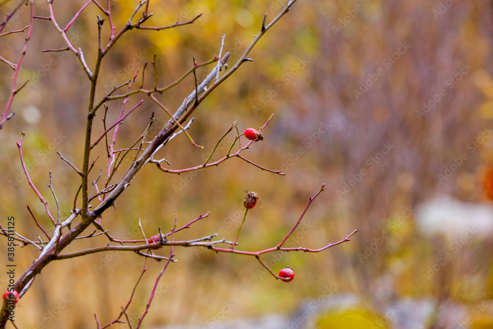 autumn leaves and berries on a branch autumn leaves and berries on a branch