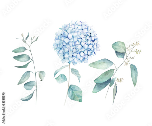 Watercolor greenery set. Botanical winter illustration with eucalyptus branch and blue hydrangea. Vintage hand drawen plant photo