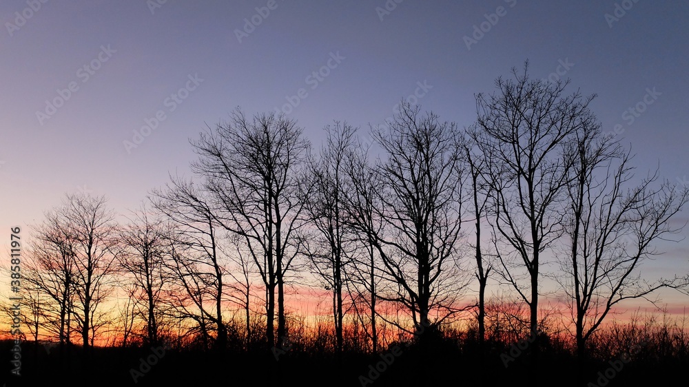 sunset in the forest sunset in the forest