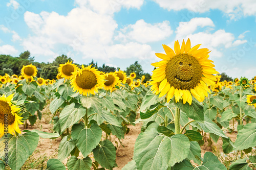 Close-up of sunflowers with smiley face in field against cloudy sky photo
