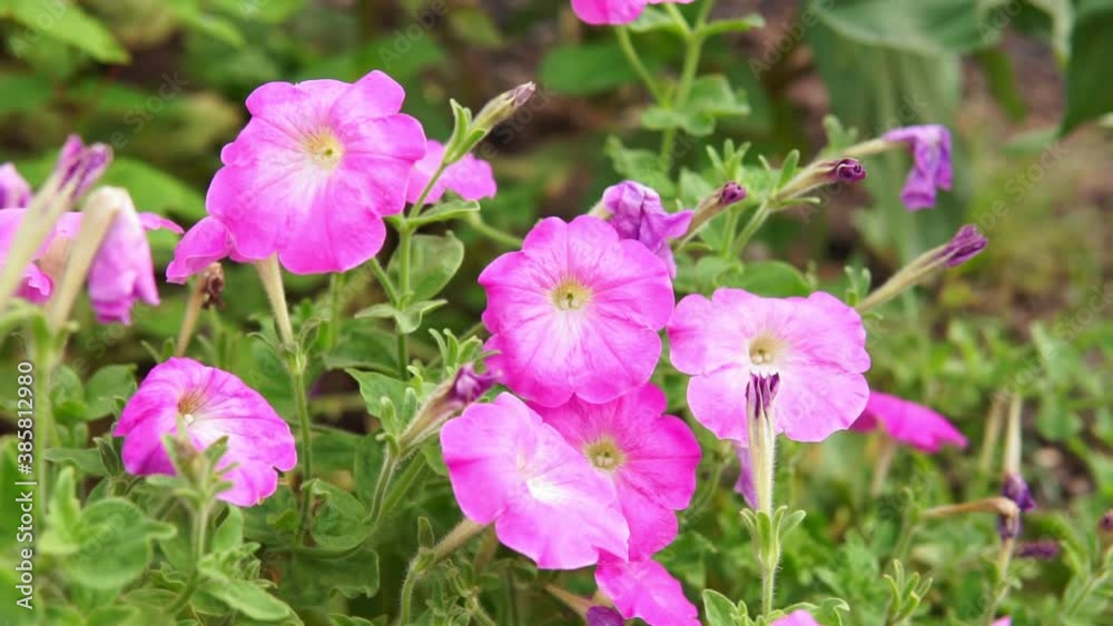 Petunia is a genus of perennial or annual herbaceous plants in the Solanaceae family Petunia is a genus of perennial or annual herbaceous plants in the Solanaceae family