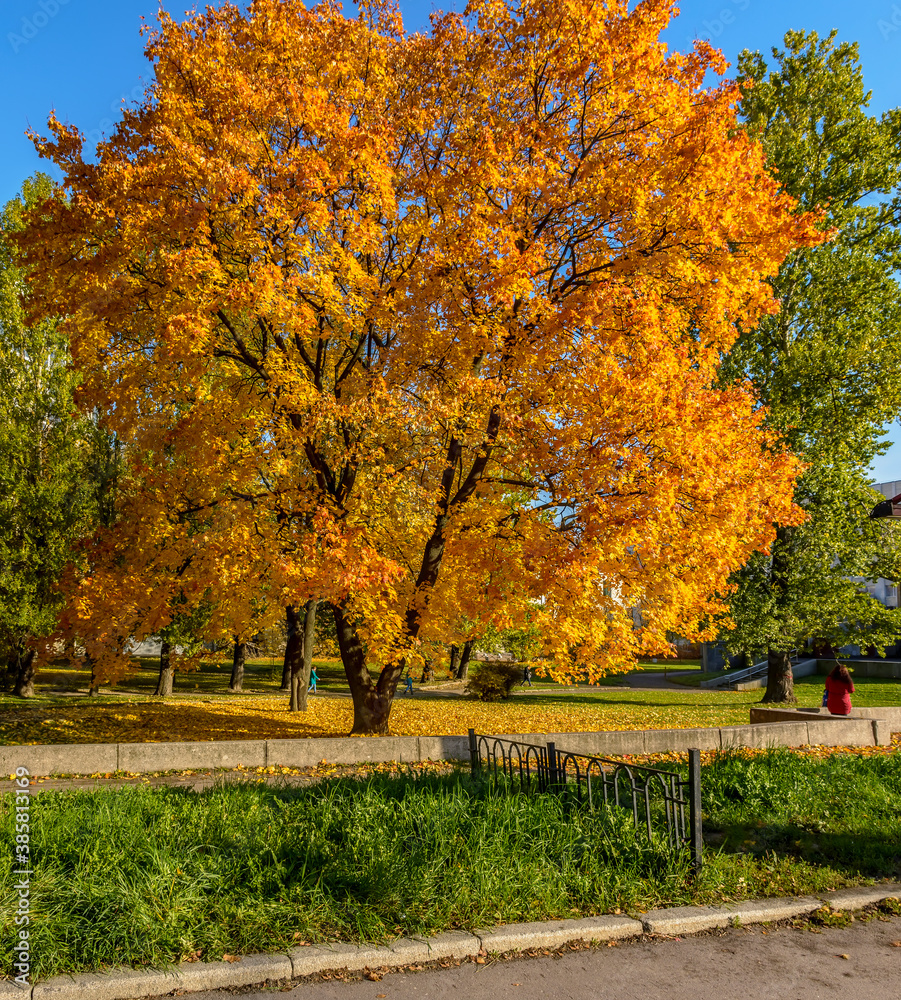 Naklejka premium Walk along the autumn prospect in the city .