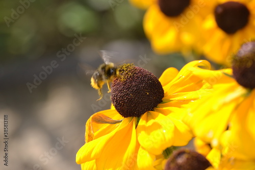 blume, gelb, natur, sonnenblume, bees, sommer, garden, pflanze, flora, insecta, makro, daisy, frühling, blühen, aufblühen, rudbeckien, green, blütenblätter, schönheit, sonne, schön, honig, close up, b photo