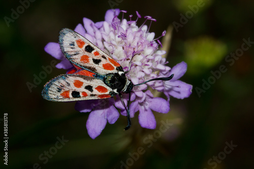 Zygaena occitanica, moth on mauve flower with dark background, Spain