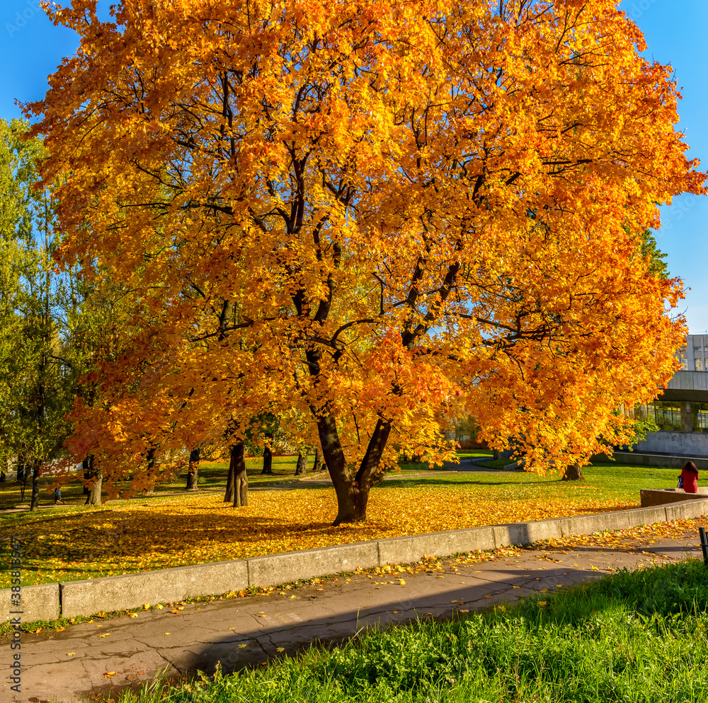 Walk along the autumn prospect in the city . Walk along the autumn prospect in the city .